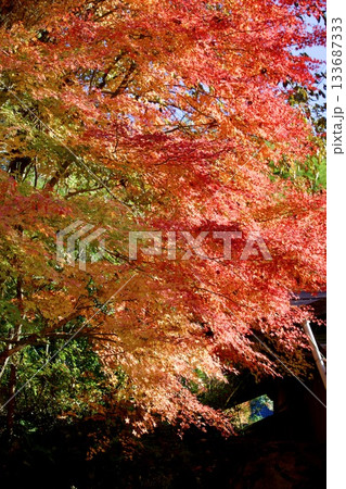 紅葉が美しい妻籠宿の秋景色 133687333