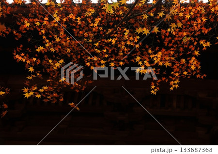 紅葉7378 紅葉7378 133687368