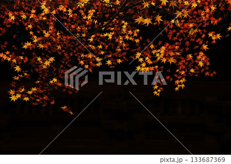 紅葉7381 133687369