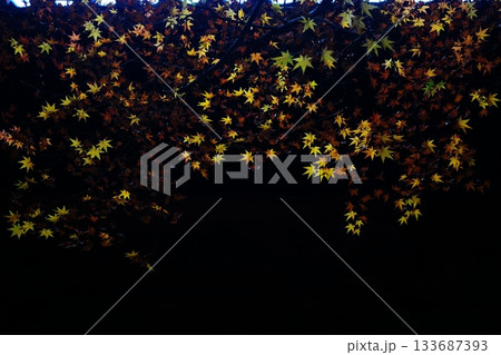 紅葉3783- 133687393