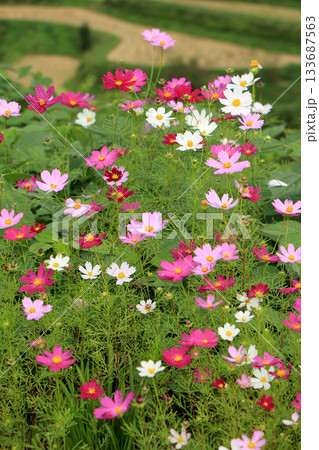 稲刈りを終えた棚田に咲くコスモス 133687563