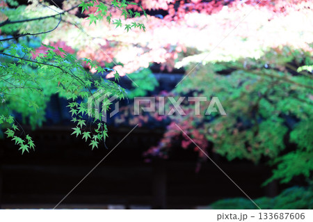 新緑7178 133687606