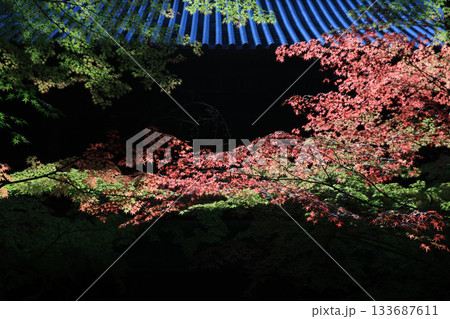 紅葉7197 紅葉7197 133687611