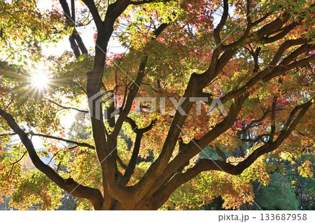紅葉の間から差し込む太陽の光 133687958