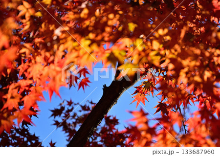 紅葉したもみじ 133687960