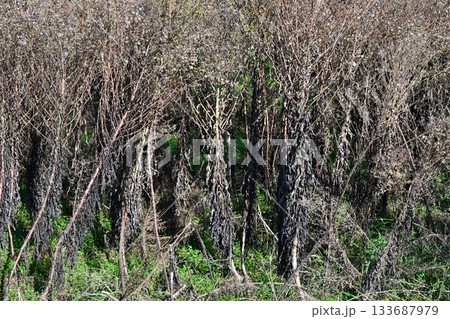 空き地 荒地 雑草 土地 vacant lot 空き地 荒地 雑草 土地 vacant lot 133687979