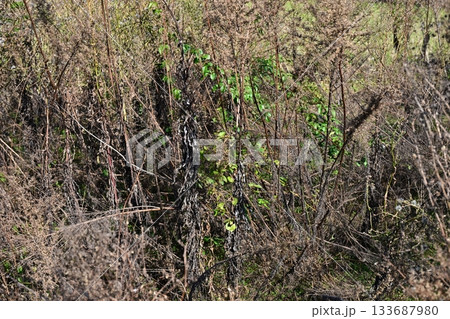 空き地 荒地 雑草 土地 vacant lot 空き地 荒地 雑草 土地 vacant lot 133687980