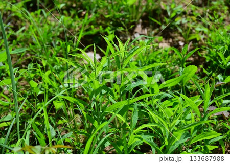空き地 荒地 雑草 土地 vacant lot 空き地 荒地 雑草 土地 vacant lot 133687988