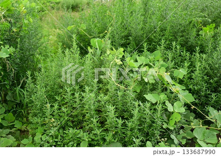 空き地　荒地　雑草　土地　vacant lot 133687990
