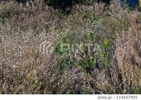 空き地 荒地 雑草 土地 vacant lot 空き地 荒地 雑草 土地 vacant lot 133687995
