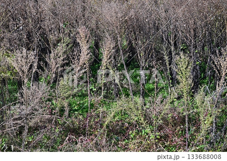 空き地　荒地　雑草　土地　vacant lot 133688008