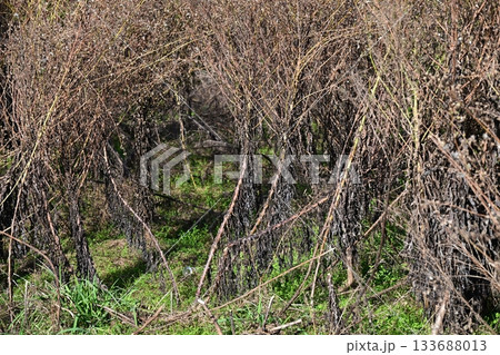 空き地 荒地 雑草 土地 vacant lot 空き地 荒地 雑草 土地 vacant lot 133688013