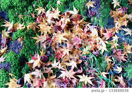 苔の上に落ちた紅葉 苔の上に落ちた紅葉 133688036