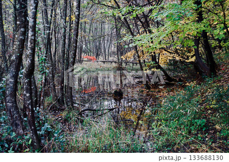 秋の森に差し込む光 秋の森に差し込む光 133688130