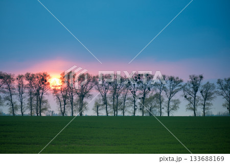 Sun during sunset behind trees Sun during sunset behind trees 133688169