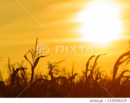 Corn field at the yellow sunset 133688229