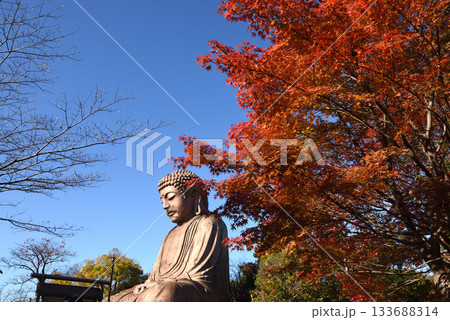 東海市聚楽園公園の大仏と紅葉 東海市聚楽園公園の大仏と紅葉 133688314