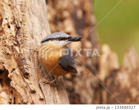 Eurasian Nuthatch, Sitta europaea on a tree trunk in Royal Game Reserve 133688327