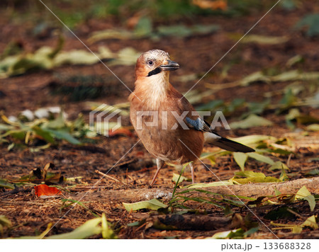 Eurasian Jay, Garrulus glandarius in Royal Game Reserve, Prague 133688328
