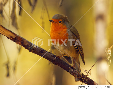 European Robin, Erithacus rubecula on a Branch in Autumn Light European Robin, Erithacus rubecula on a Branch in Autumn Light 133688330