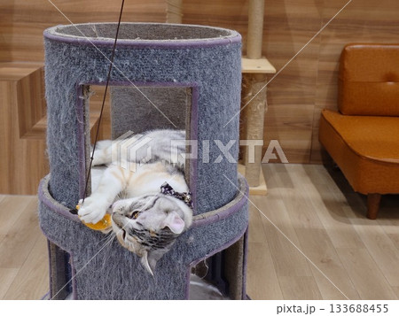 おもちゃで遊ぶ猫 おもちゃで遊ぶ猫 133688455