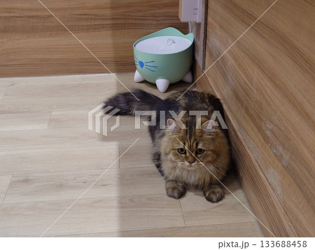 休憩中の猫 133688458
