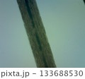 角質 不透明 半透明 133688530