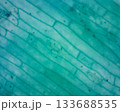 ヒップ 逆さ てんとう 133688535