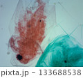 断面 脳内 複眼 133688538
