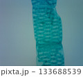 断面 セルロース ぬめり 133688539