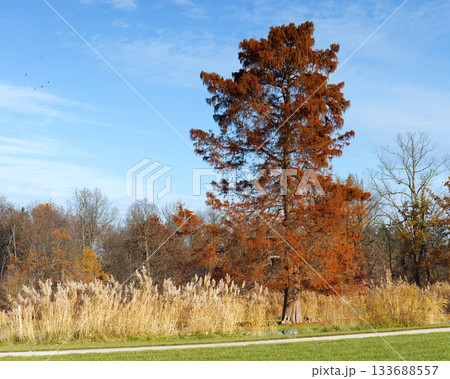 Autumn Bald Cypress, Taxodium distichum on an Island in Prague Royal Game Reserve 133688557