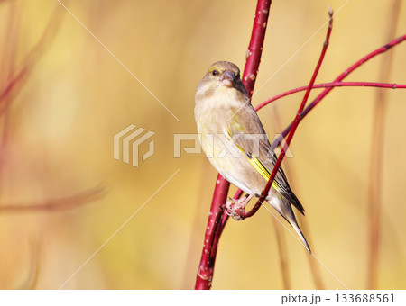 European greenfinch perched on vivid red twigs 133688561