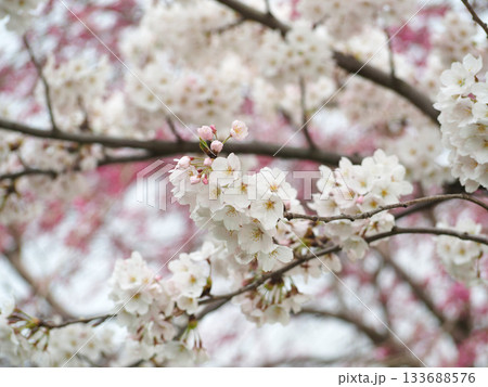 春の日差しを浴びる桜 春の日差しを浴びる桜 133688576