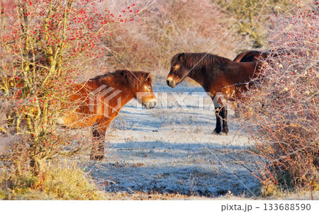 Winter Exmoor Ponies Encounter 133688590