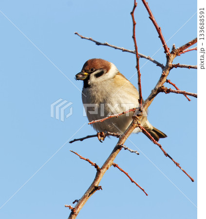 Tree Sparrow sitting on Winter Branch holding a seed in its beak Tree Sparrow sitting on Winter Branch holding a seed in its beak 133688591