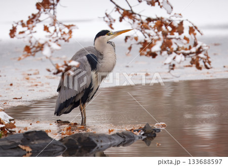 Grey heron in winter stillness at Stromovka Grey heron in winter stillness at Stromovka 133688597