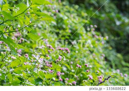 秋の森　ミゾソバのピンク色の花13 133688622
