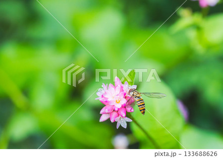 秋の森　ミゾソバの花とホソヒラタアブ02 133688626