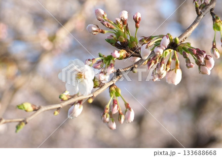 夕暮れの桜の花 133688668