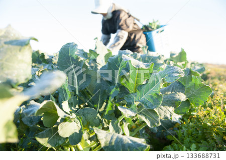 ブロッコリーを収穫する 133688731