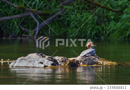 Common merganser resting on rock in Berounka River 133688811