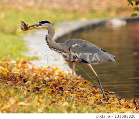 Grey Heron, Ardea cinerea with Fish in Royal Game Reserve, Prague 133688820