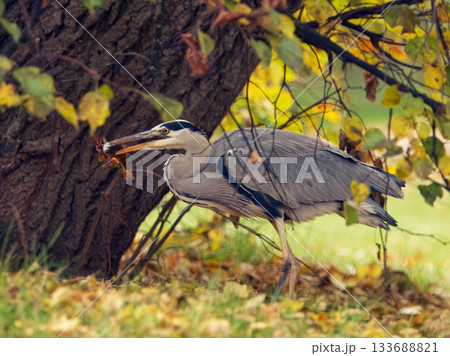 Grey Heron, Ardea cinerea with Catch under Autumn Tree 133688821