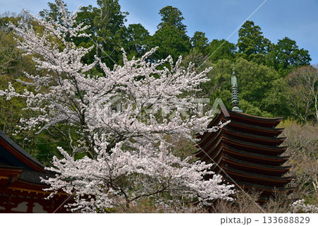春の談山神社 春の談山神社 133688829