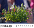 Potted Salvia plants for sale at outdoor market 133688843