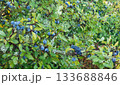 Sloe bush full of ripe blue fruits in autumn nature 133688846