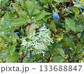 Close up of blackthorn bush with lichen growth 133688847