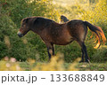 Wild Exmoor pony grazing in morning sunlight 133688849