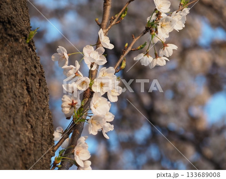 桜咲く 133689008