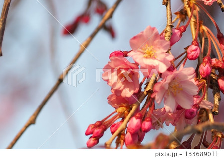 夕日の中の枝垂れ桜 133689011